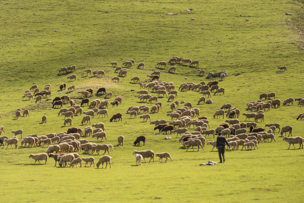 lush green meadows with sheep 